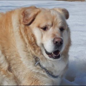 Meet your Posher, Joey